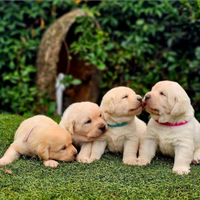 Labrador Retriver