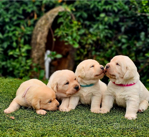 Labrador Retriver