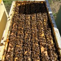 Sciami - Nuclei d'Api