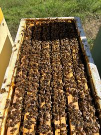 Sciami - Nuclei d'Api