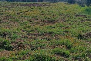 Terreno agricolo 6600 mq