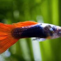 Pesciolini avanotti di guppy