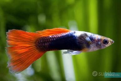 Pesciolini avanotti di guppy