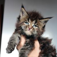 Cucciolo maschio Maine coon alta genealogia