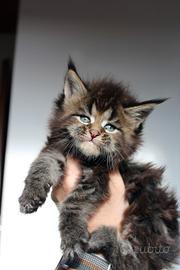 Cucciolo maschio Maine coon alta genealogia