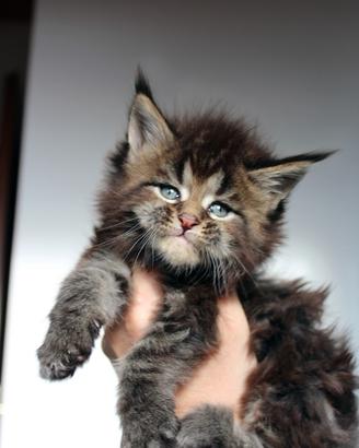 Cucciolo maschio Maine coon alta genealogia