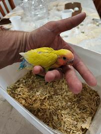 Pappagalli inseparabili allevati a mano