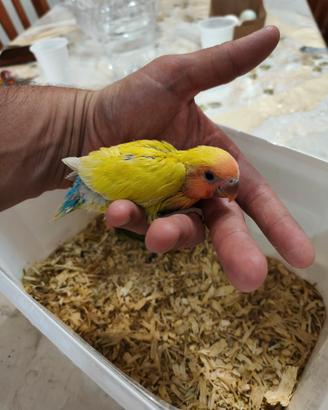 Pappagalli inseparabili allevati a mano