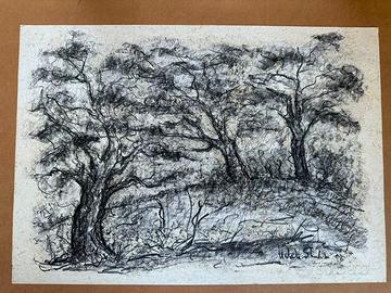 Disegno alberi carboncino nero; cartoncino leggero