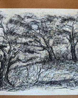 Disegno alberi carboncino nero; cartoncino leggero