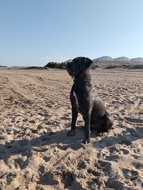 Cuccioli di cane corso
