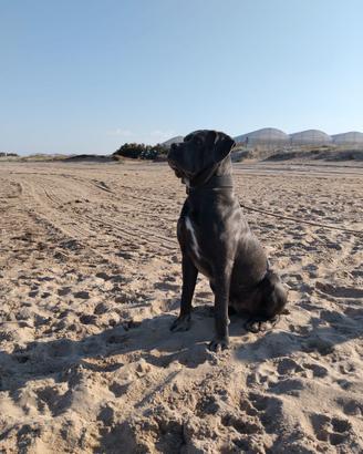 Cuccioli di cane corso