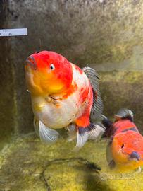 Oranda shogun Jumbo
