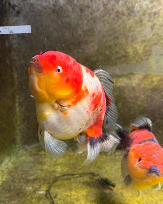 Oranda shogun Jumbo