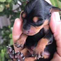VENDUTO Pinscher nano toy mini