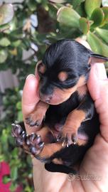 VENDUTO Pinscher nano toy mini