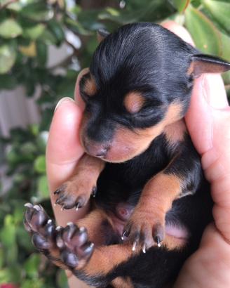 VENDUTO Pinscher nano toy mini