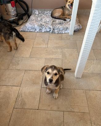 Cucciolo di cane