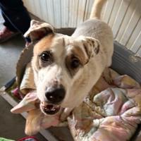 Cagnolona dolcissima ma tristissima