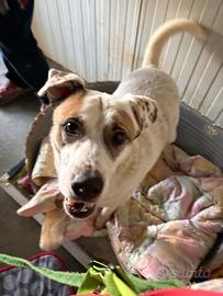 Cagnolona dolcissima ma tristissima