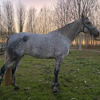 Fattrice sella italiana 6 anni