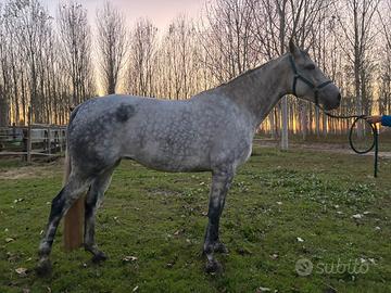 Fattrice sella italiana 6 anni