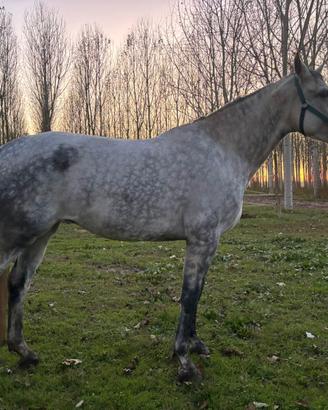 Fattrice sella italiana 6 anni