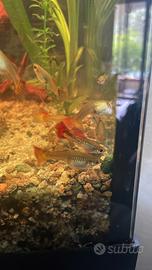 Guppy XEndler