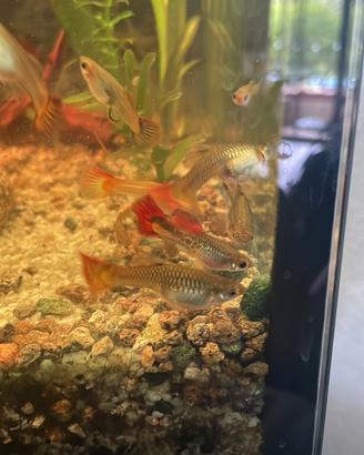 Guppy XEndler