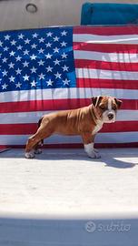American Staffordschire terrier