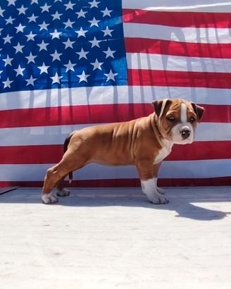 American Staffordschire terrier