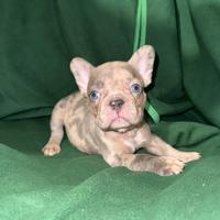 Bulldog francesi esotici