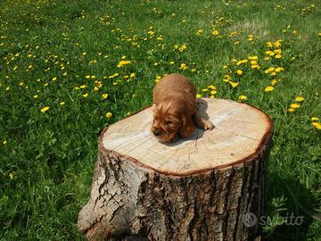 Maschietti Cocker Spaniel