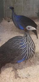 Fagiani , faraone volturine , pavoni