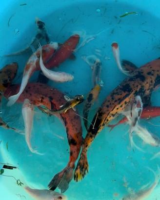 Carpe koi