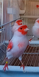 Canarini rosso mosaico