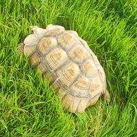 Tartaruga sulcata