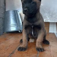 Pastore belga Malinois allevamento Enci VMK