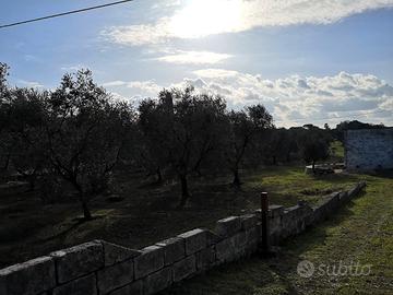 Terreno con uliveto e lamia