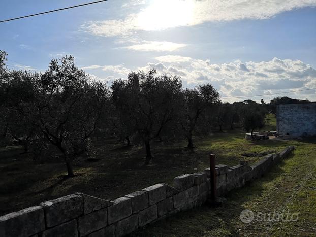 Terreno con uliveto e lamia