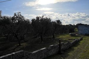 Terreno con uliveto e lamia