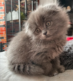 Scottish fold longhair cucciola