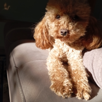 Monta di barboncino toy