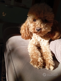 Monta di barboncino toy