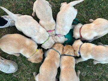 Cucciolo Labrador