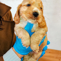 Cuccioli di cocker spaniel con pedigree