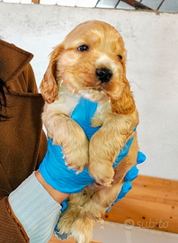 Cuccioli di cocker spaniel con pedigree