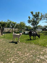 Capretta incrocio Saanen