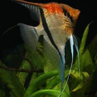 Pterophyllum Manacapuru - discus loricaridi