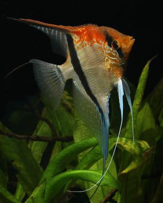 Pterophyllum Manacapuru - discus loricaridi